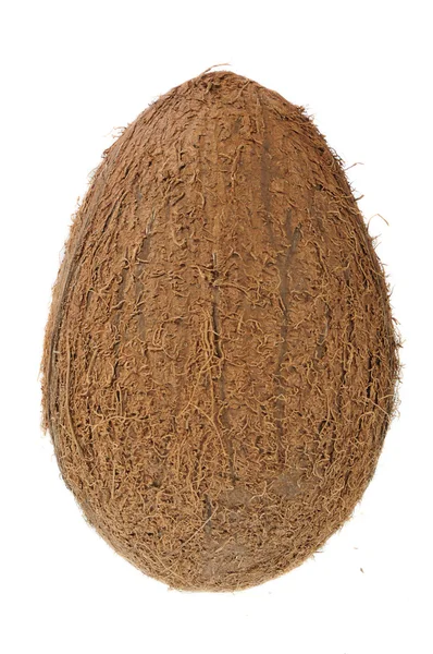 Single coconut — Stock Photo, Image