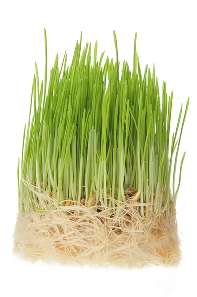 Greensward en groen gras — Stockfoto