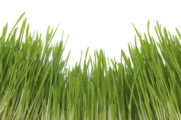 巨大的绿草 — 图库照片