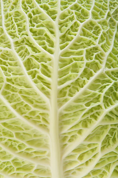 stock image Cabbage as texture of bends