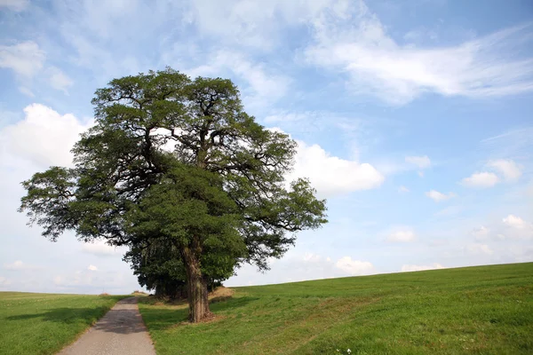 Einsamer Baum auf einem Hügel mit einem Weg — Stockfoto