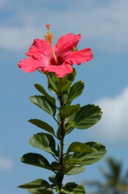 Red hibiscus against blue sky clipart