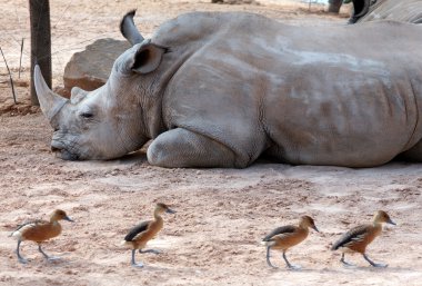 Rhino in bioparc, Valencia, Spain clipart