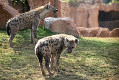 Two hyenas in bioparc in Valencia, Spain clipart