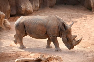 Rhino bioparc valencia, İspanya