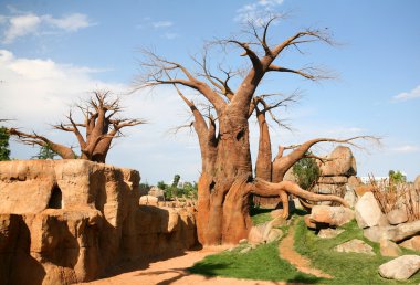 Baobab trees in bioparc in Valencia clipart