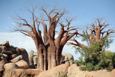 Baobab trees in biopark in Valencia clipart
