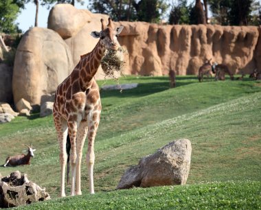 Giraffe in bioparc in Valencia, Spain clipart