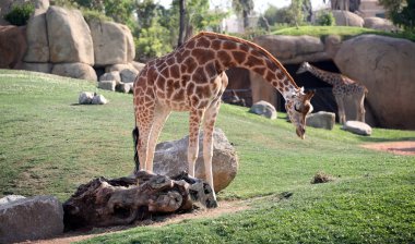 Giraffe in bioparc in Valencia, Spain clipart