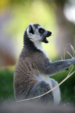 Ring-Tailed lemur catta