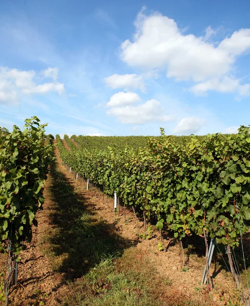 stock image Vineyard in summertime during daytime