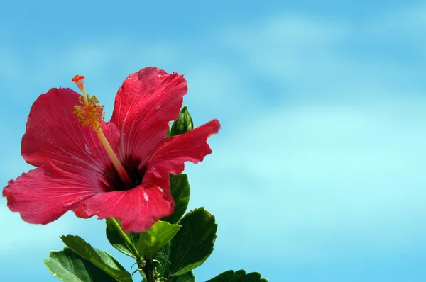 Stock image Red hibiscus against blue sky