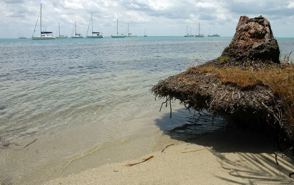Руины пальмы коко на пляже — стоковое фото