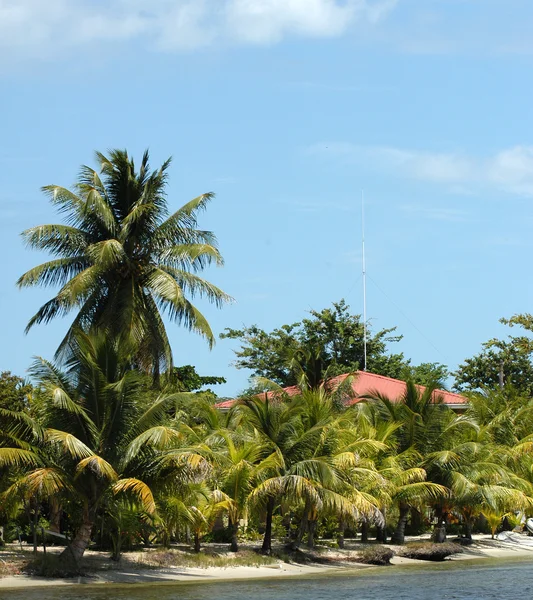 Palmiers tropicaux sur une plage de sable fin — Photo