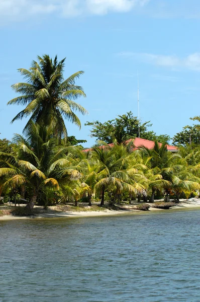 Tropic palms on a sandy beach — Stock Photo, Image