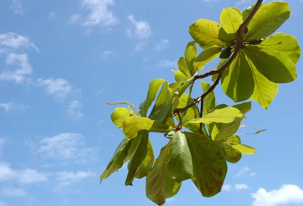 マングローブの葉 — ストック写真