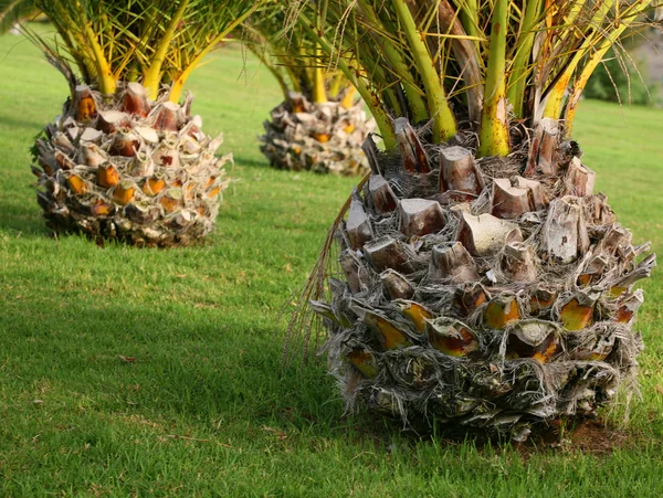 stock image Detail of small Canary palms