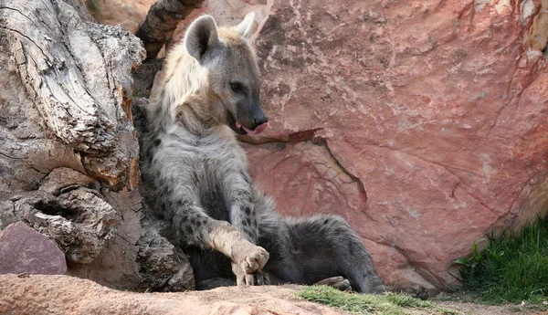 Hyena in bioparc em Valência, Espanha — Fotografia de Stock
