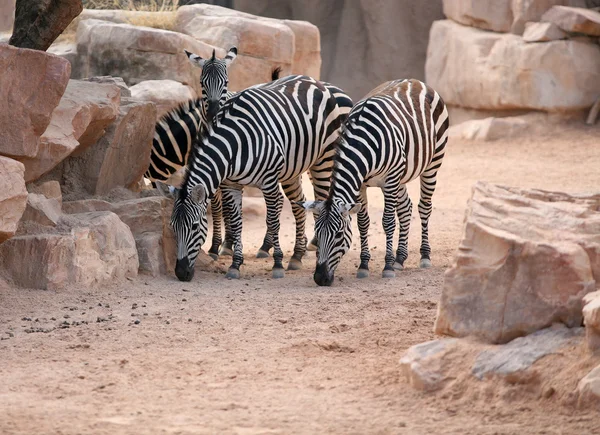 Zebras in bioparc in Valencia, Spain — Stock Photo, Image
