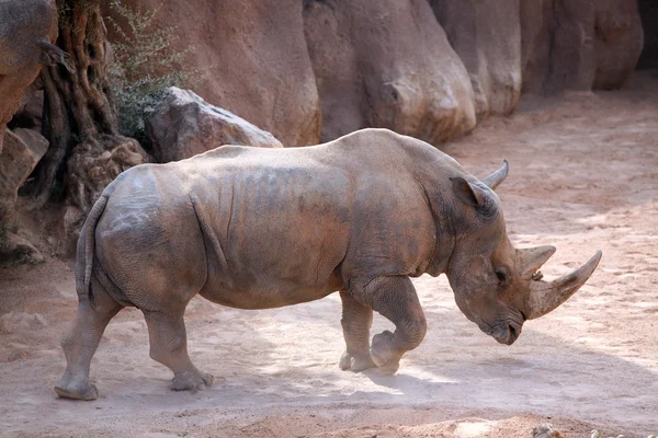 Rhino in bioparc, Valencia, Spain — Stock Photo, Image
