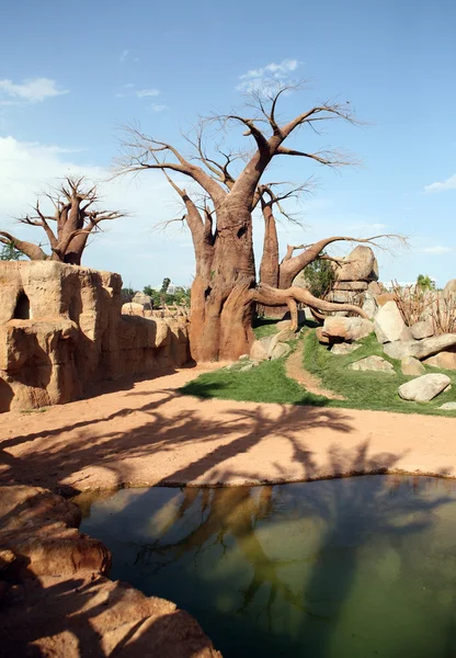 stock image Baobab trees in bioparc in Valencia