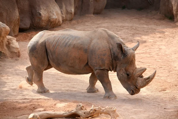 Rhino bioparc valencia, İspanya — Stok fotoğraf