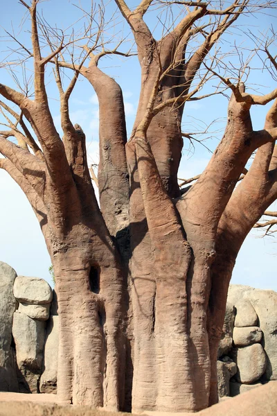 Drzew baobabu w bioparc w Walencji — Zdjęcie stockowe