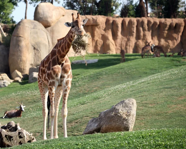 Жираф в биопарке в Валенсии, Испания — стоковое фото
