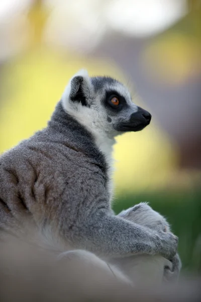 Catta ogoniasty lemur — Zdjęcie stockowe