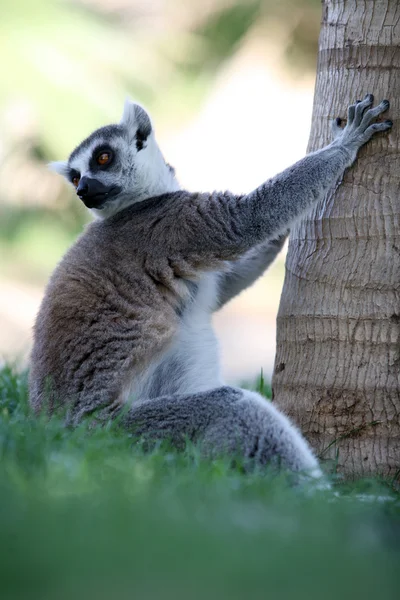 Catta ogoniasty lemur — Zdjęcie stockowe