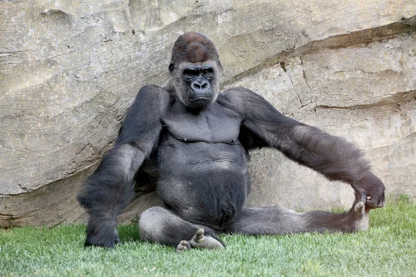 Mannetje van gorilla in bioparc in valencia — Stockfoto