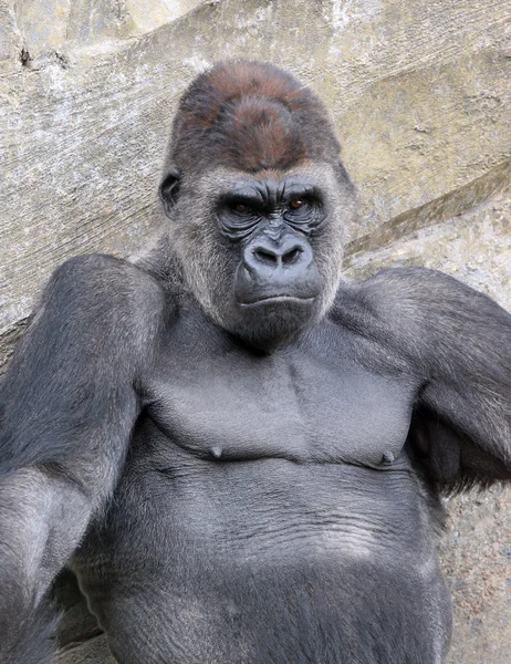 Mannetje van gorilla in bioparc in valencia — Stockfoto
