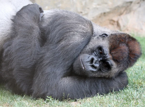 Male of gorilla in bioparc in Valencia — Stock Photo, Image