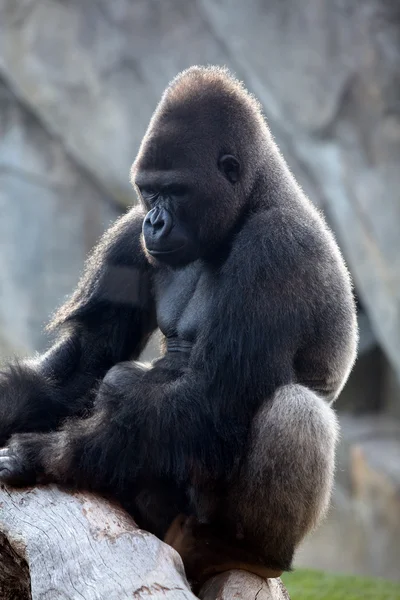 Male of gorilla in bioparc in Valencia — Stock Photo, Image