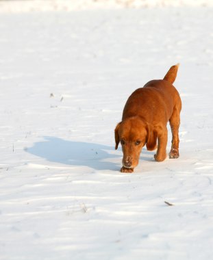 güneşli bir gün içinde kar üzerinde kırmızı köpek