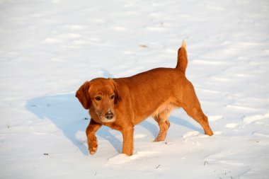 güneşli bir gün içinde kar üzerinde kırmızı köpek