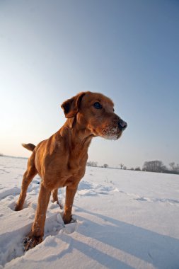 güneşli bir gün içinde kar üzerinde kırmızı köpek