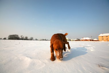 güneşli bir gün içinde kar üzerinde kırmızı köpek