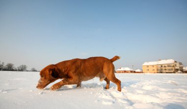 güneşli bir gün içinde kar üzerinde kırmızı köpek