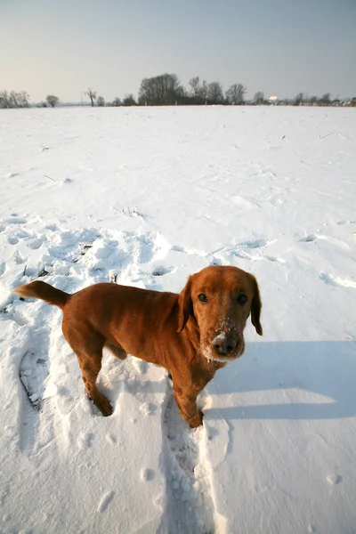 Rode hond op sneeuw in zonnige dag — Stockfoto