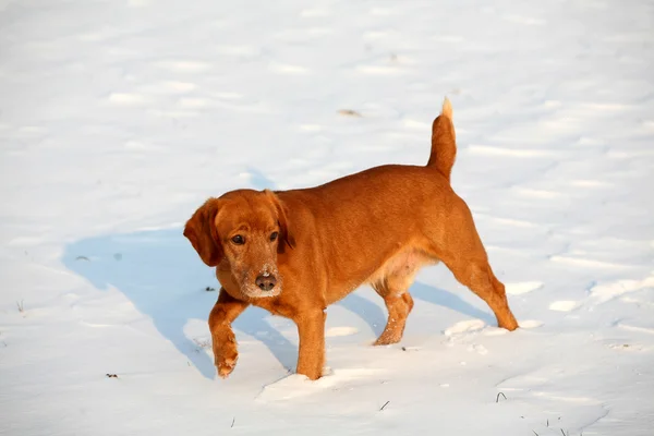 Red dog on snow in sunny day — Stock Photo, Image