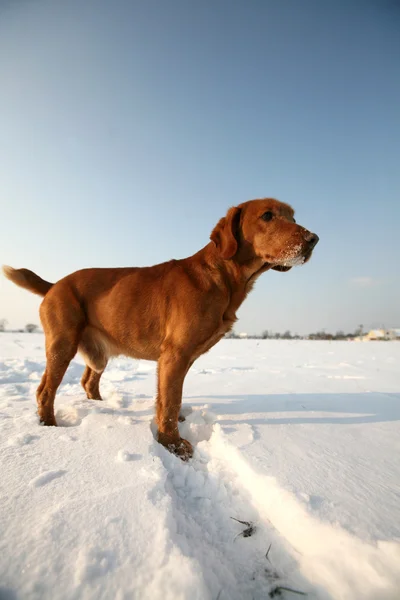 Rode hond op sneeuw in zonnige dag — Stockfoto