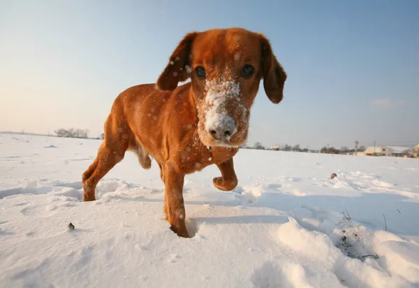 Cão vermelho na neve em dia ensolarado — Fotografia de Stock