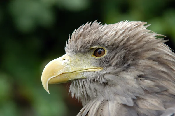 stock image Eagle