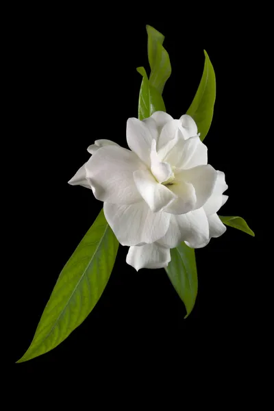 Hvit blomst – stockfoto