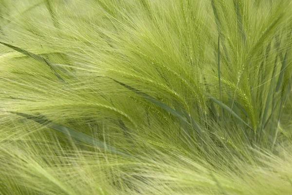 Grass — Stock Photo, Image