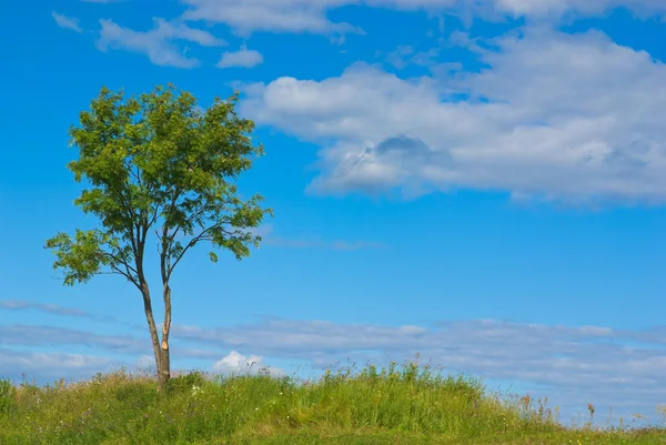 stock image Rowan tree