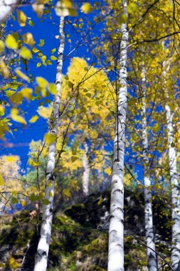 Autumn birches 3 clipart