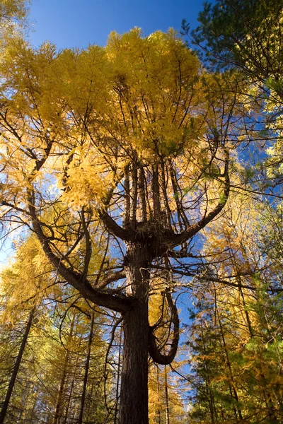Дерево это лиственница — стоковое фото