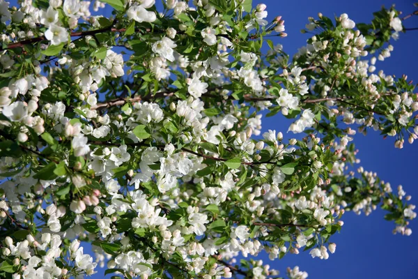 Apple-tree in color 2 — Stock Photo, Image